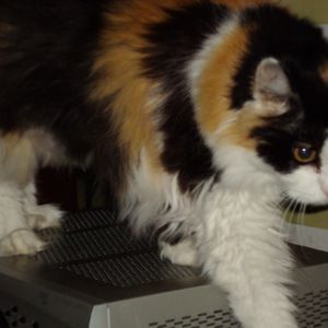 Meet your Posher, Miriam